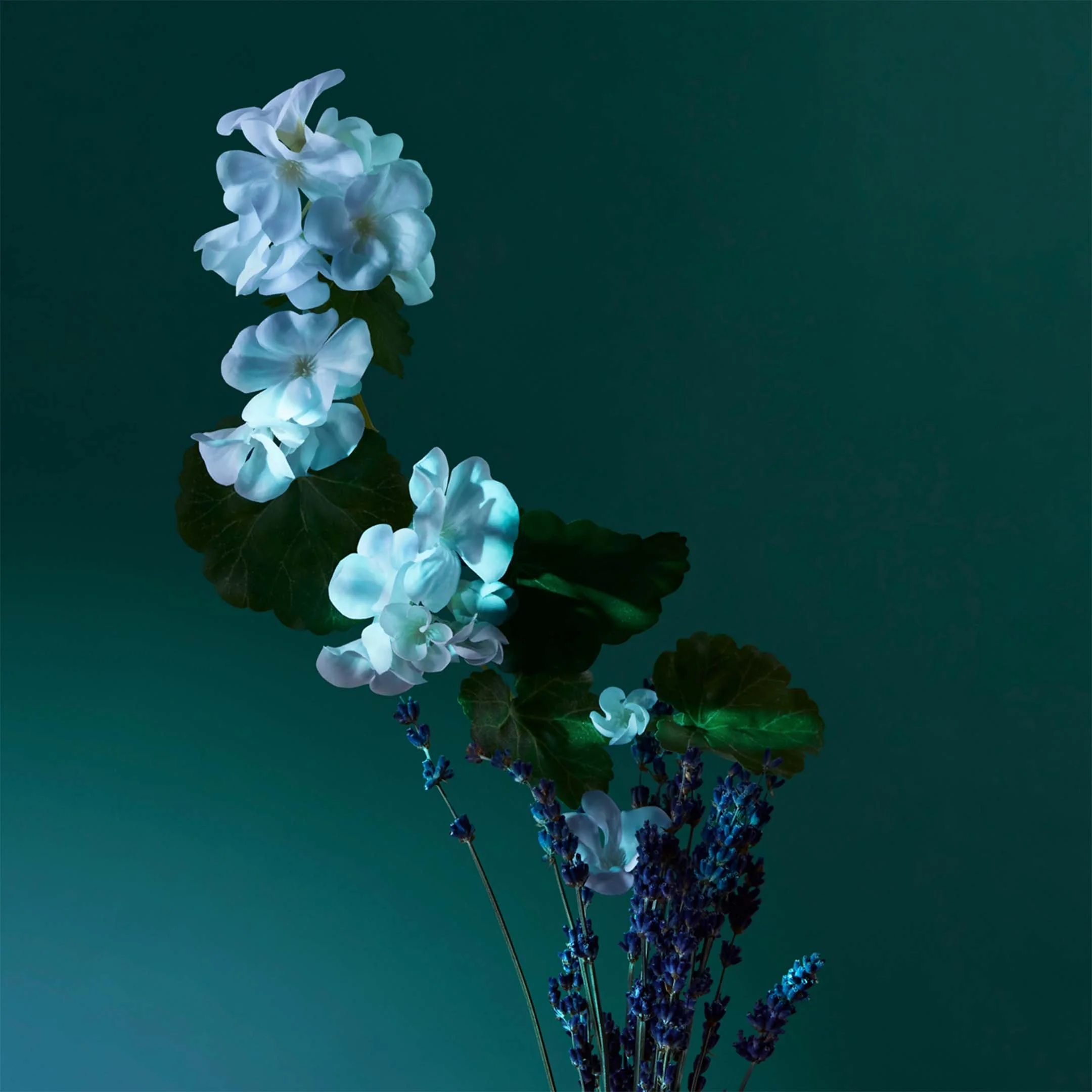 A Balm Of Calm Eau De Parfum - Image 5