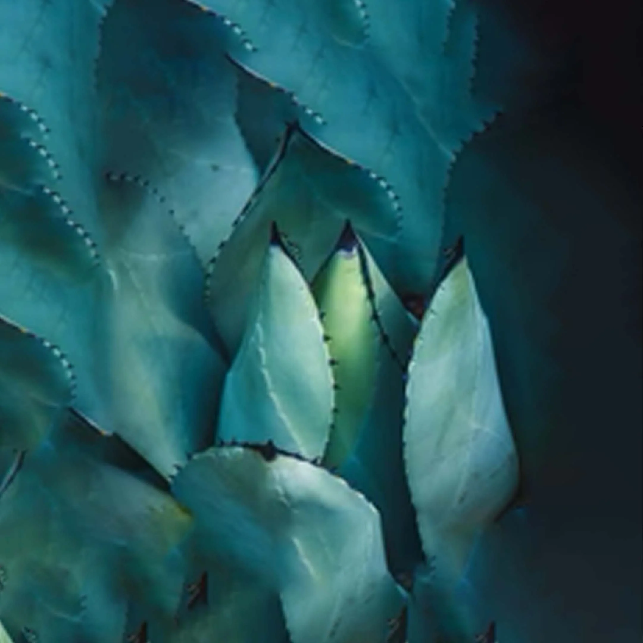 Agave Stem Cell Moisturizer - Image 2