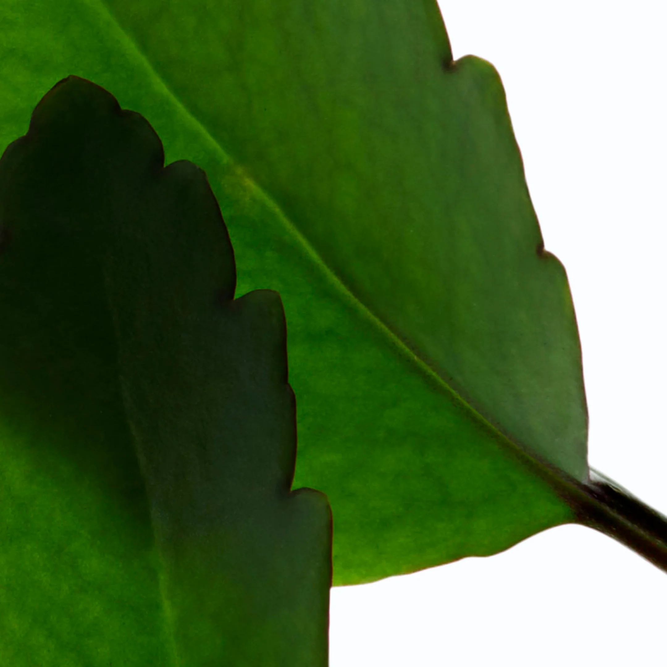Fresh Scrub - Image 4