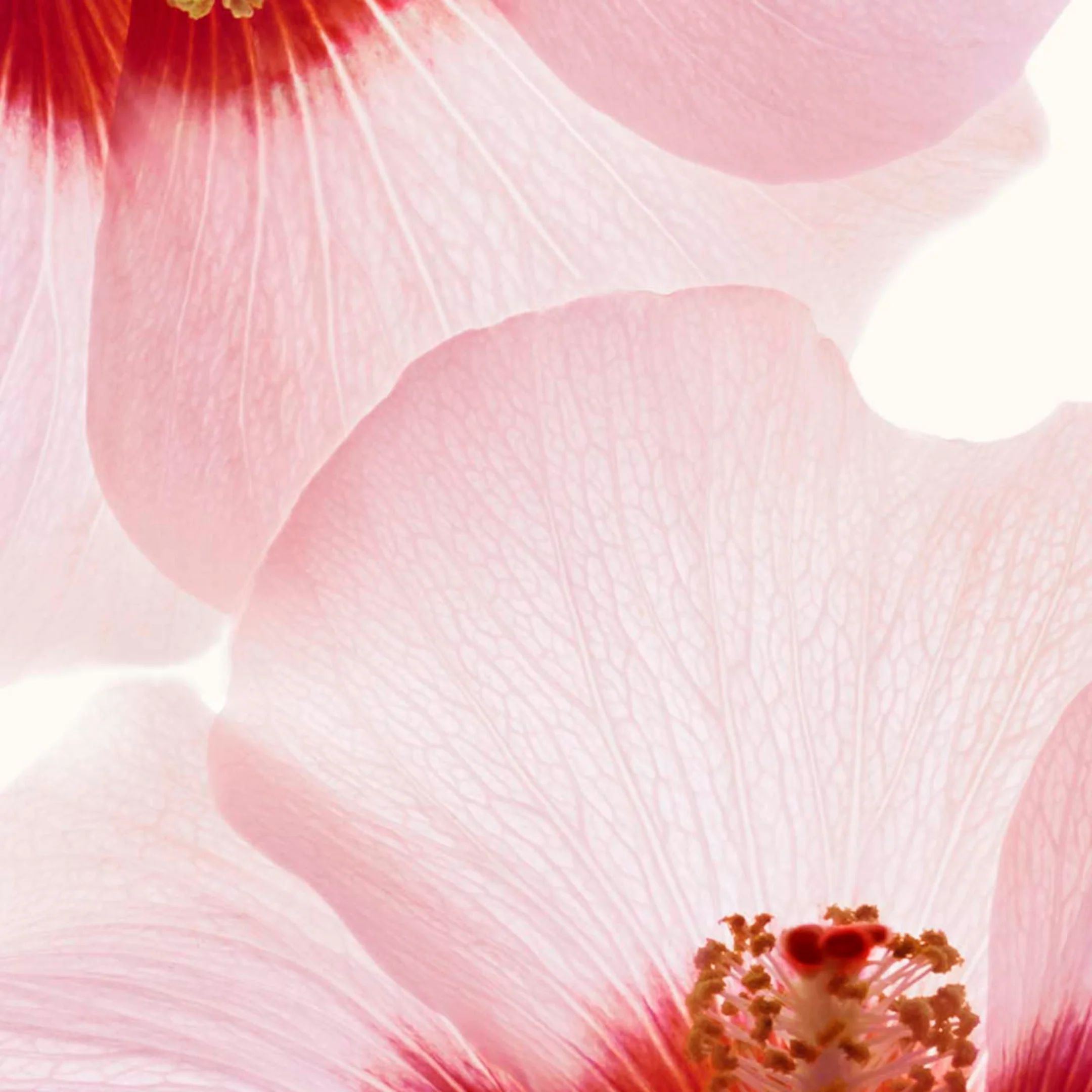 Renew-Plus Body Serum - Image 3