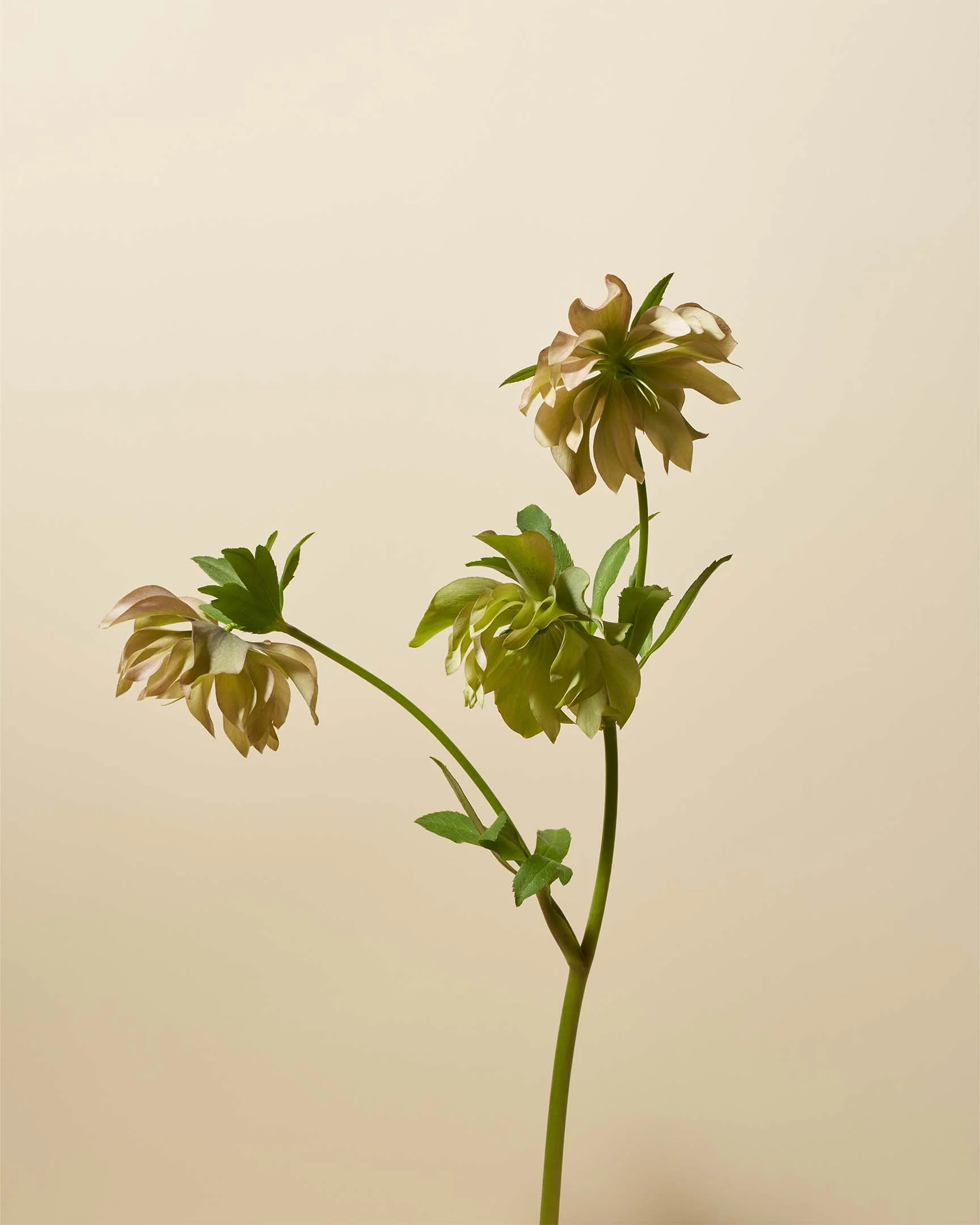 Sound Renewal Serum Cream - Image 6