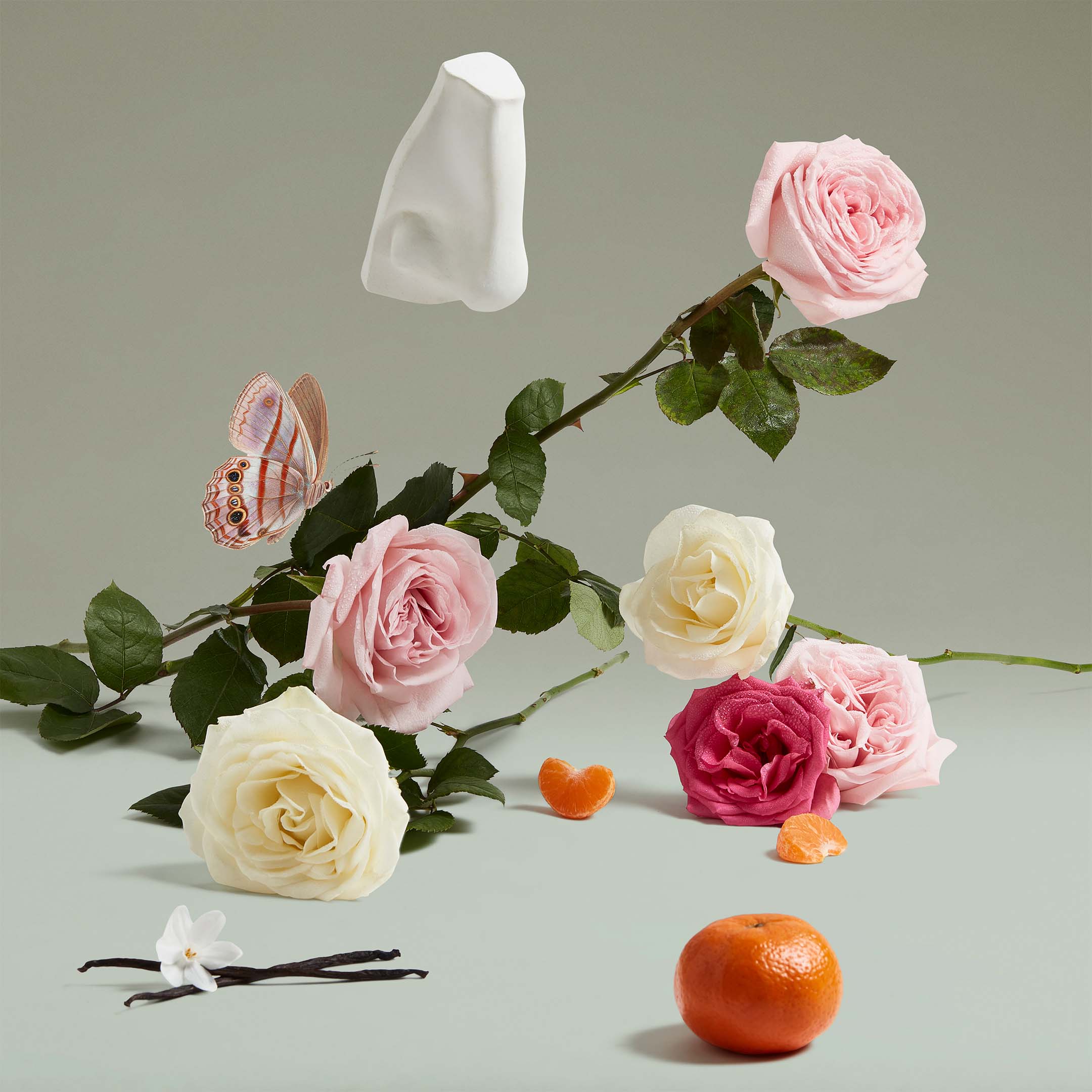 The Coveted Duchess Rose Eau De Parfum - Image 4