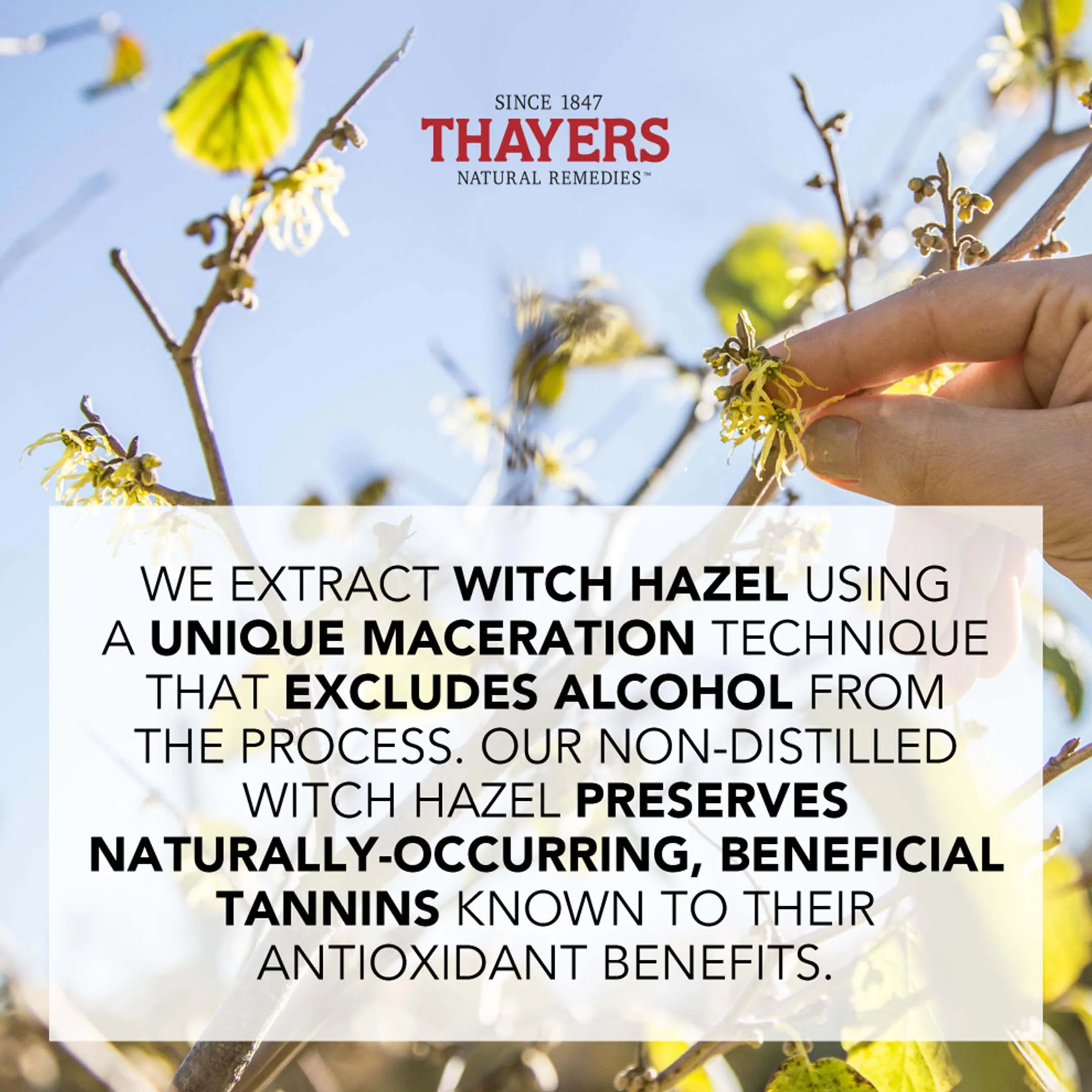 Unscented Witch Hazel Toner - Image 25